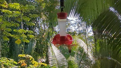 Hummingbird feeder in Belize Rain Forest.

#hummingbirdsofinstagram #hummingbirdsofbelize #belizeforest #belizerainforest #belize #caribbeanlife